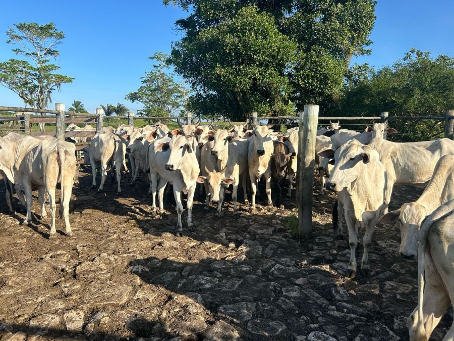 Fazenda - Venda - Comandatuba - Una - BA