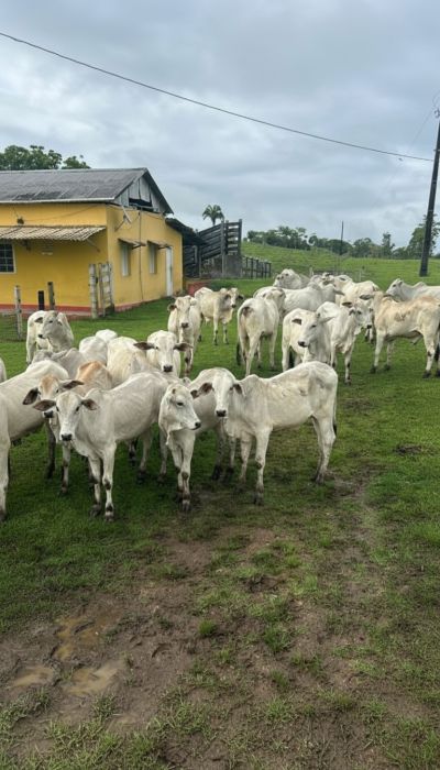 Fazenda - Venda - Comandatuba - Una - BA