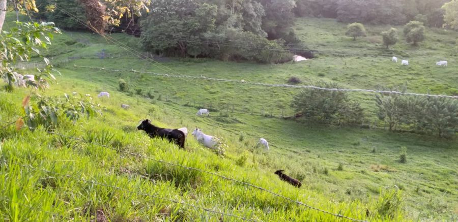 Fazenda - Venda - Zona Rural - Ubaitaba - BA