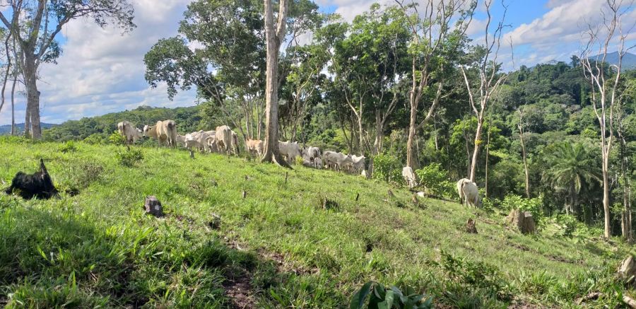 Fazenda - Venda - Zona Rural - Ubaitaba - BA
