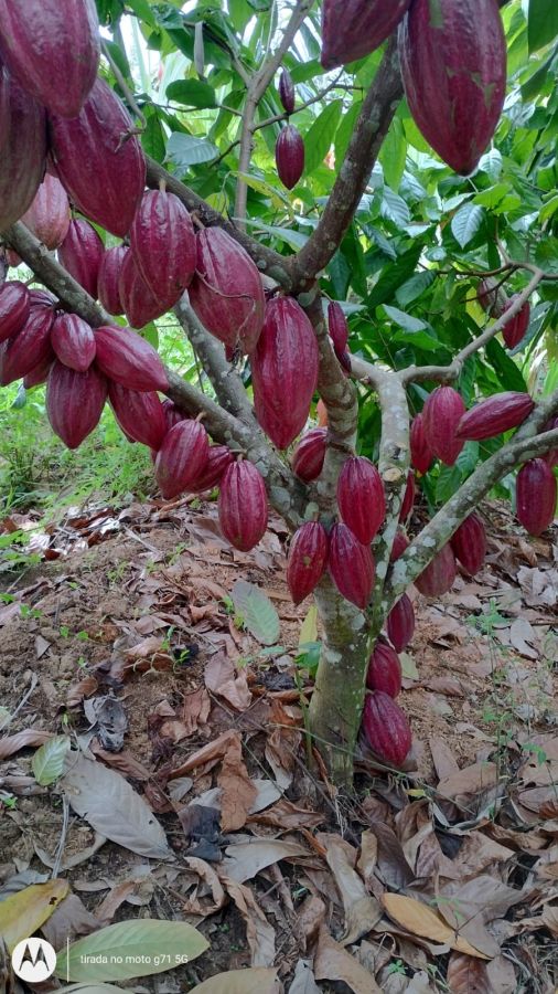 Rural - Venda - Acu�pe-Vila Brasil - Una - BA