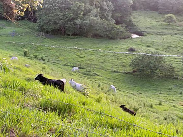 Fazenda Minas de Ouro / Pedra Preta